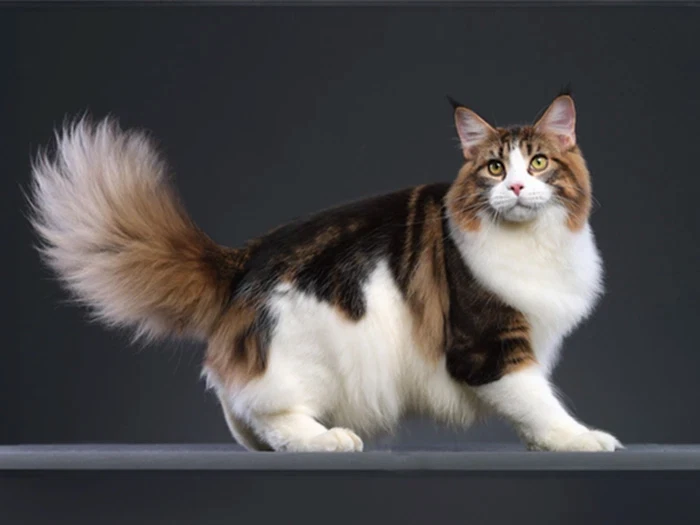 Maine Coon 1