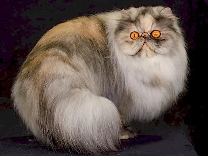 İran Kedisi Persian 3