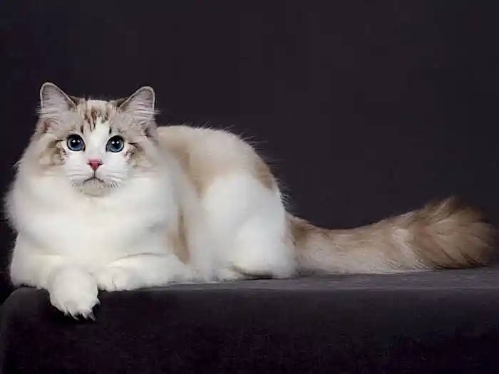 Ragdoll 1