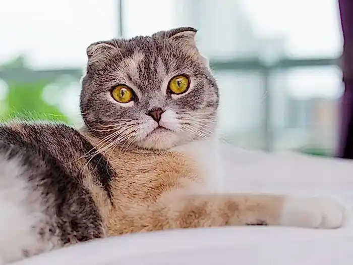 Scottish Fold 5