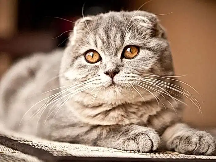 Scottish Fold 1