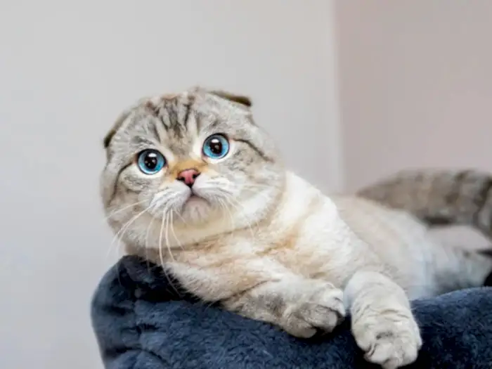 Scottish Fold 2
