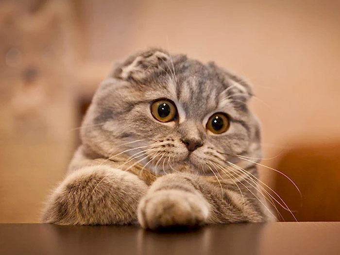 Scottish Fold 4