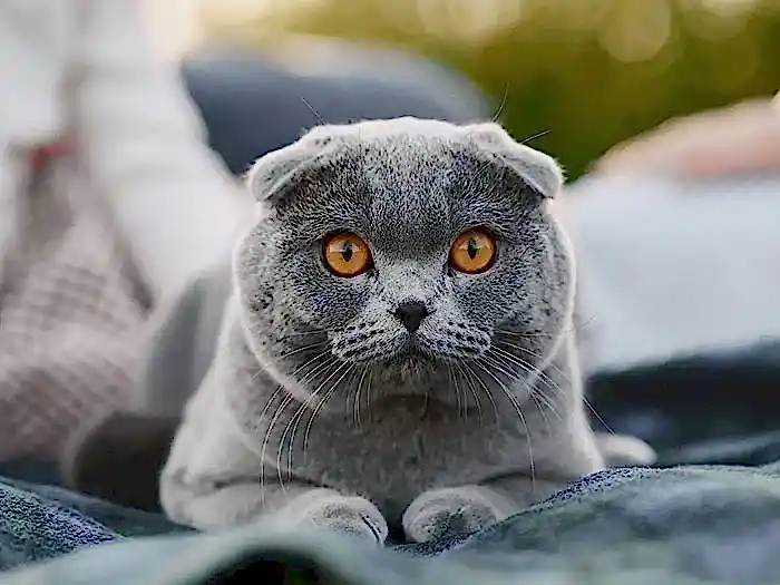 Scottish Fold 6