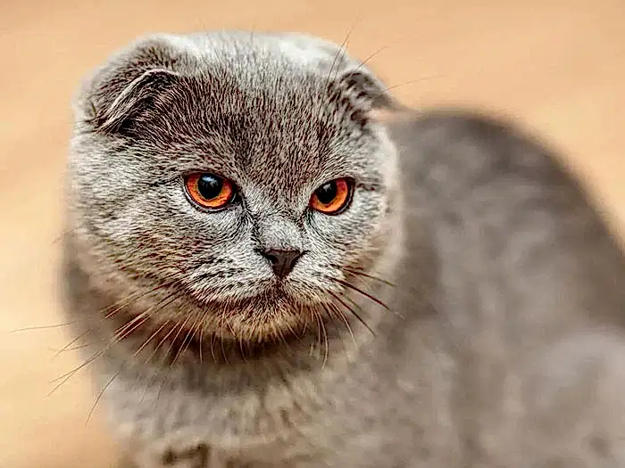 Scottish Fold 3