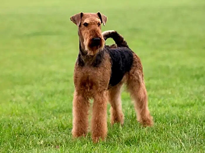 Airedale Terrier 1