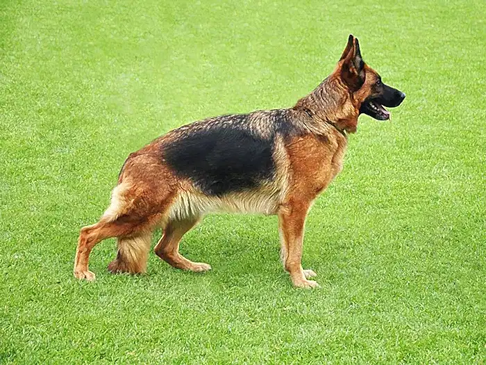 Alman Çoban Köpeği 5