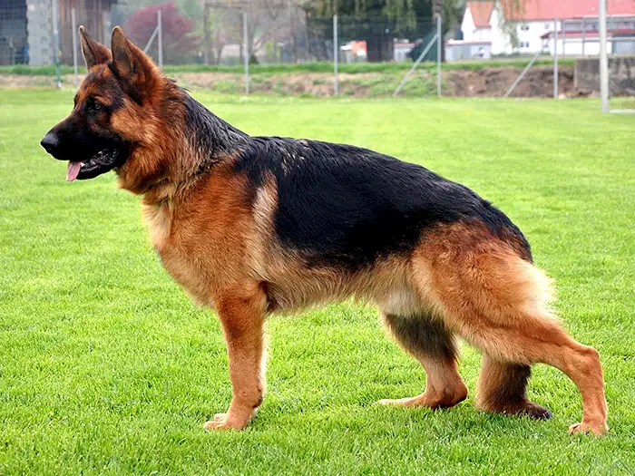 Alman Çoban Köpeği 3