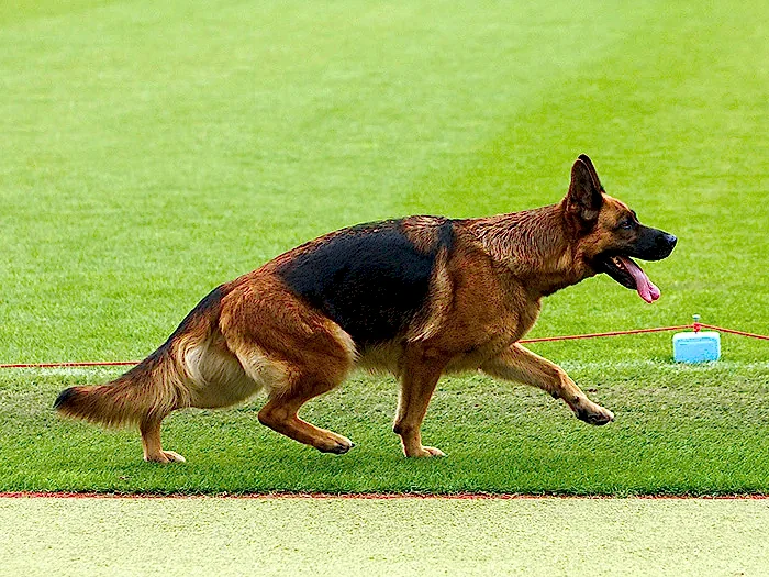 Alman Çoban Köpeği 4