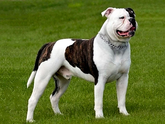 Amerikan Bulldog