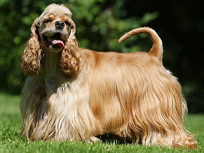 Amerikan Cocker Spaniel