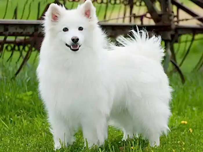 American Eskimo 1