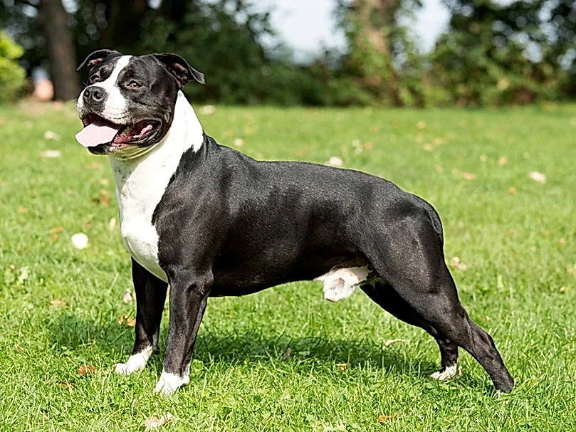 American Staffordshire