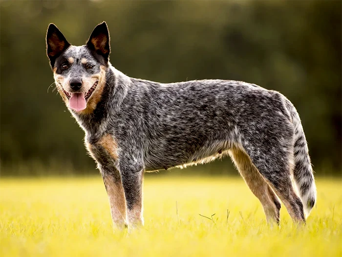 Australian Cattle Dog