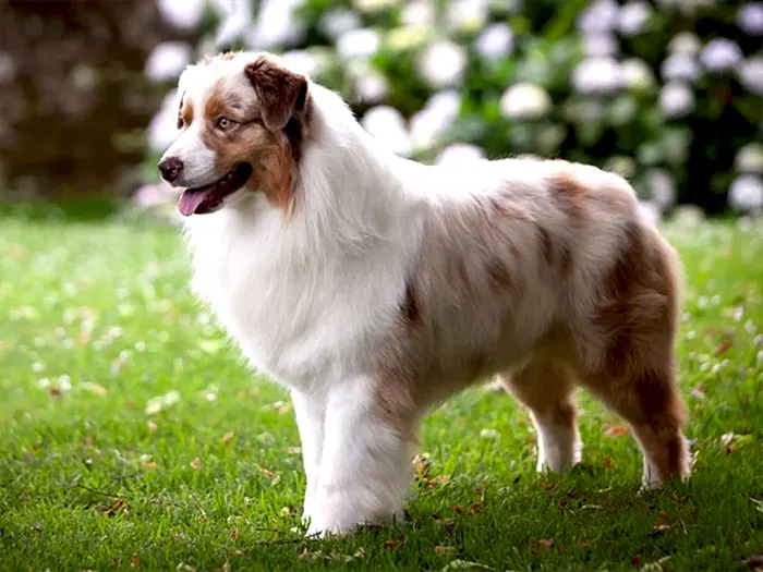 Australian Shepherd 1