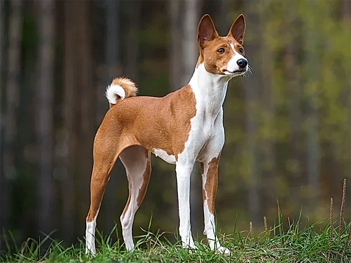 Basenji 1