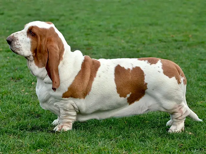 Basset Hound 1