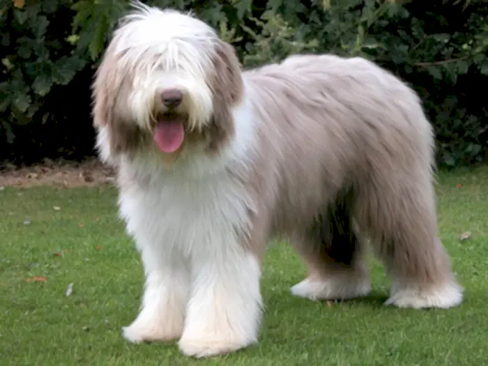 Bearded Collie 1