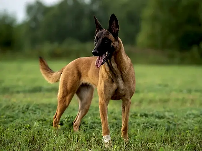 Belgian Malinois 1