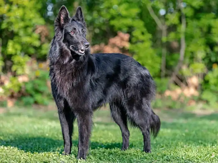 Belgian Shepherd 1