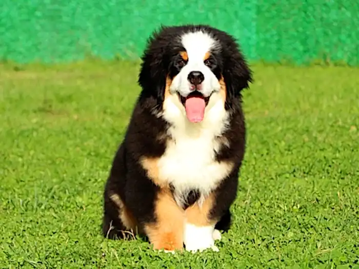 Bernese Mountain Dog