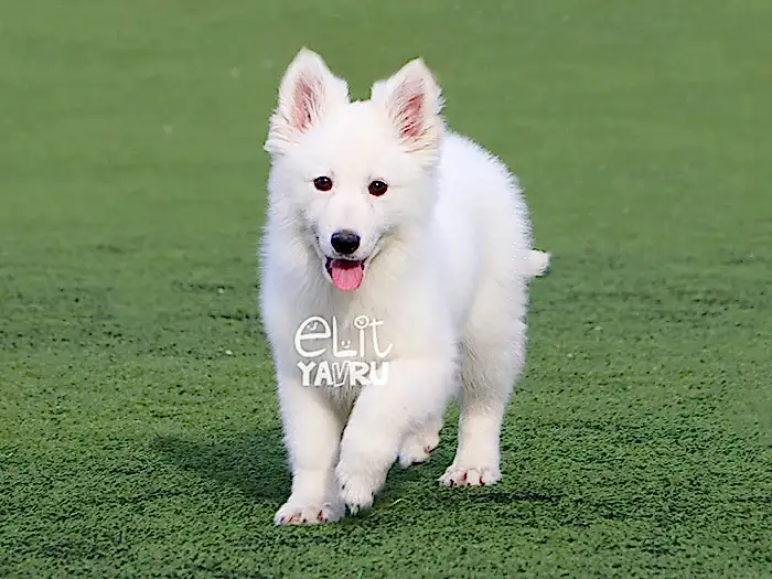 Alman Çoban Köpeği 6