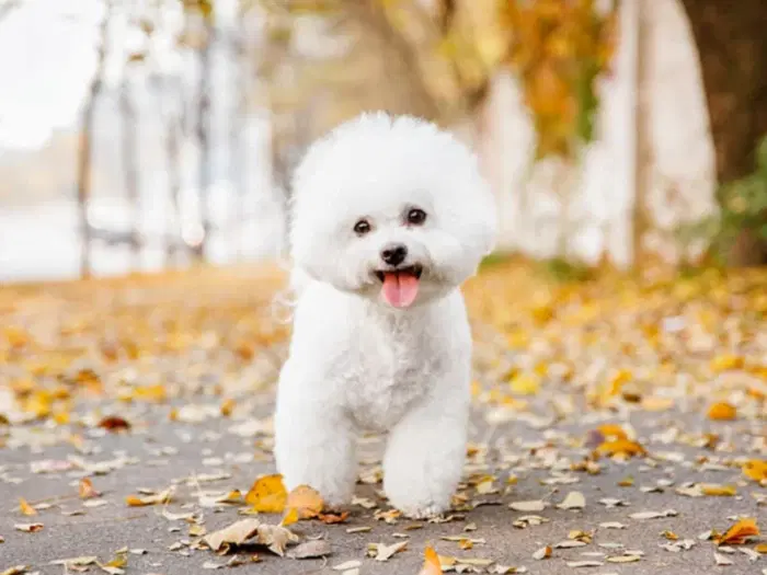 Bichon Frise 1