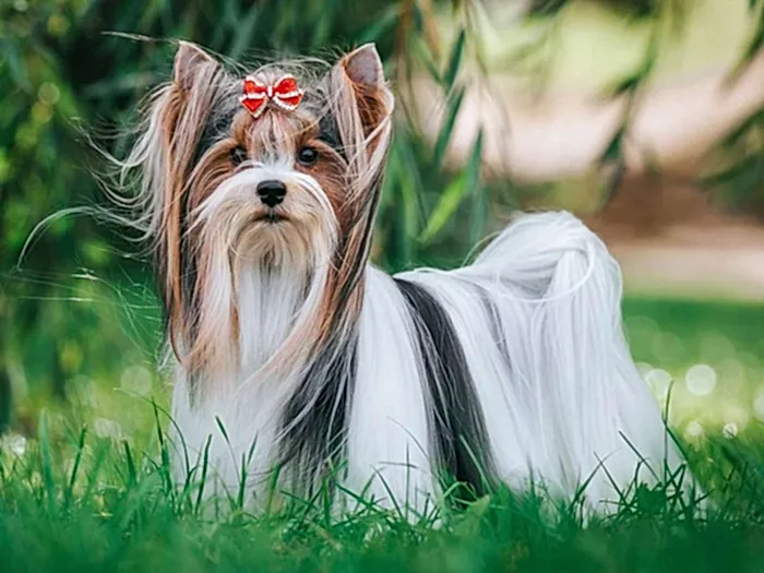 Biewer Yorkshire Terrier 1