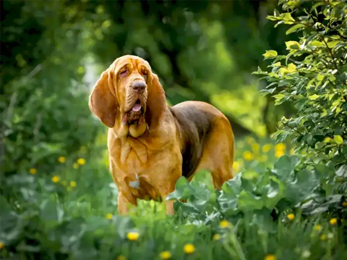 Bloodhound 1
