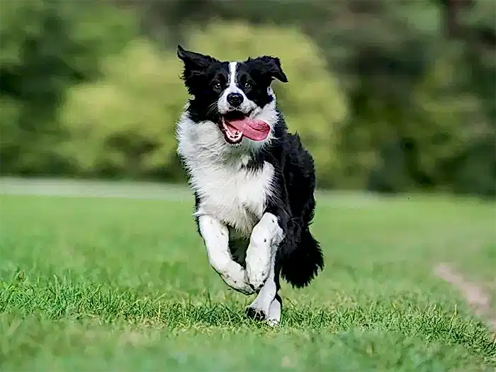 Border Collie 5