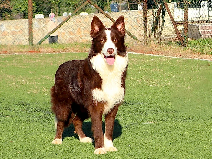 Border Collie 3