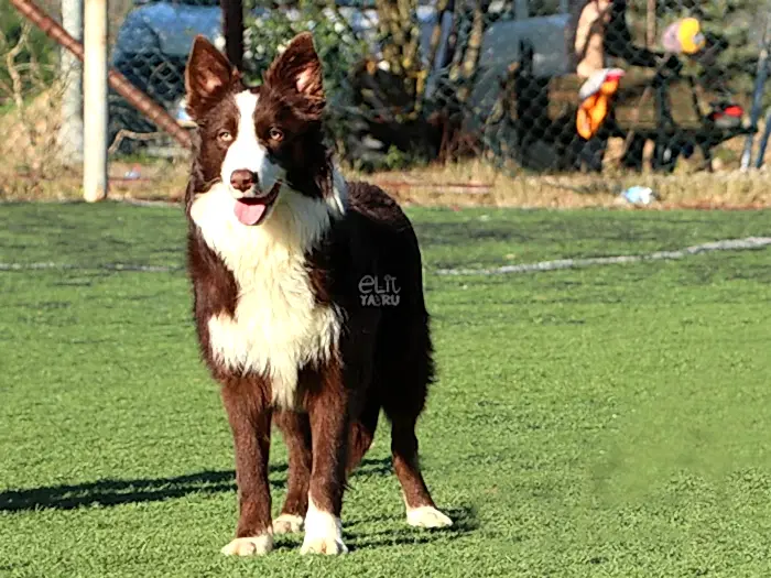 Border Collie 4