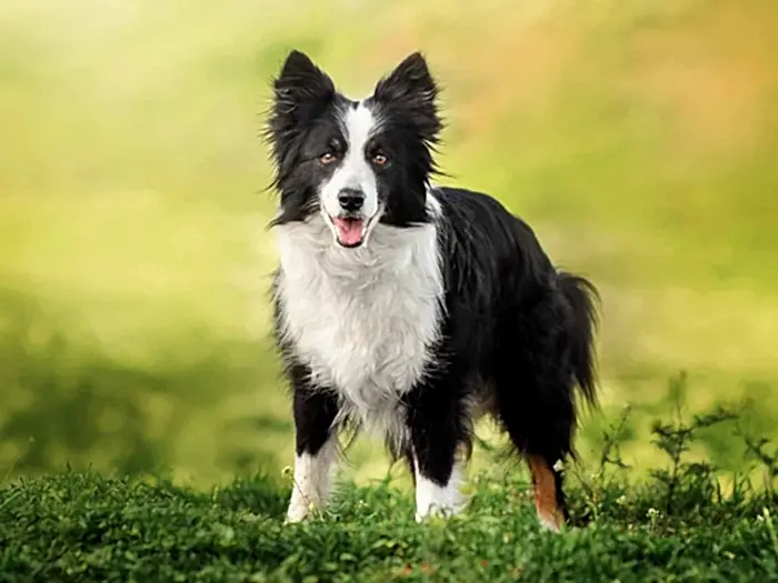 Border Collie 2