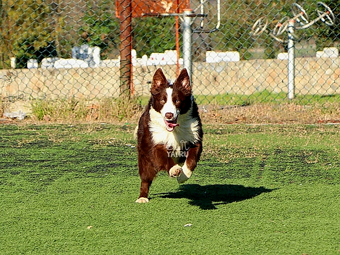 Border Collie 10