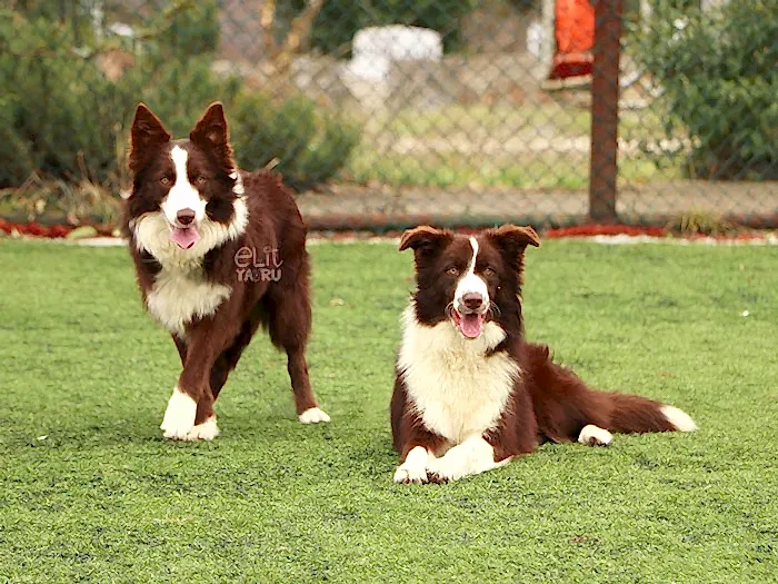 Border Collie 8