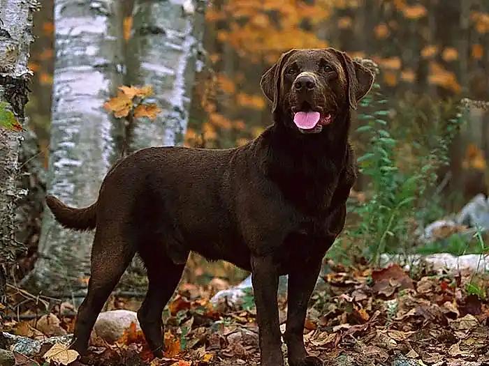 Labrador Retriever 7