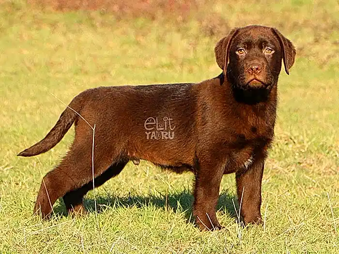 Labrador Retriever 8