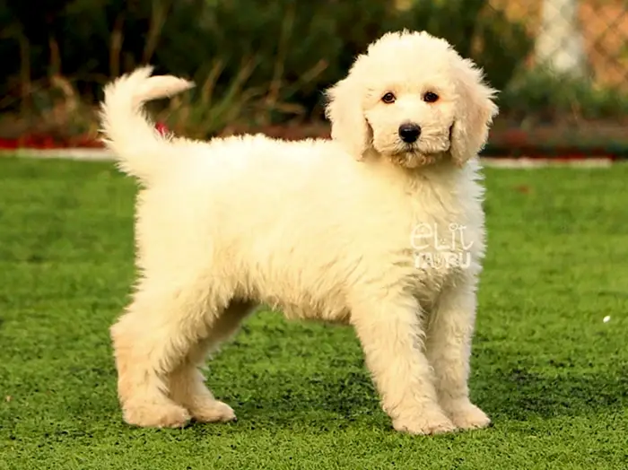 Labradoodle 2