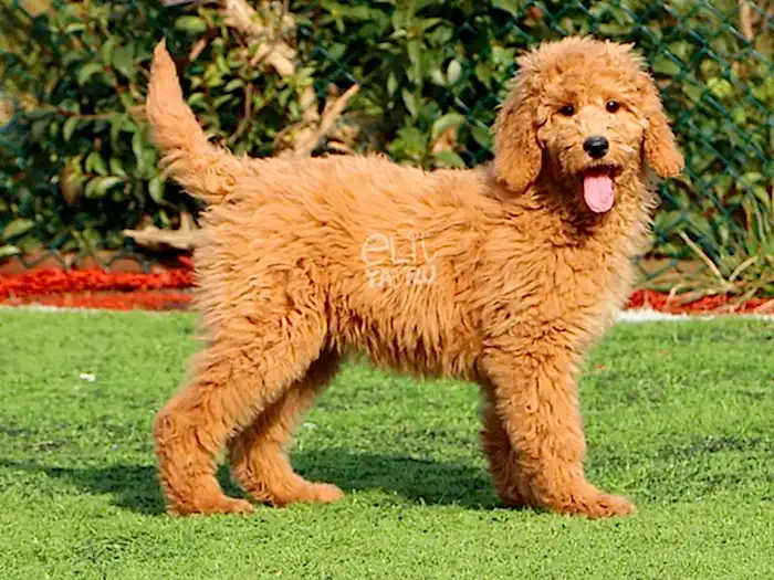 Labradoodle 3