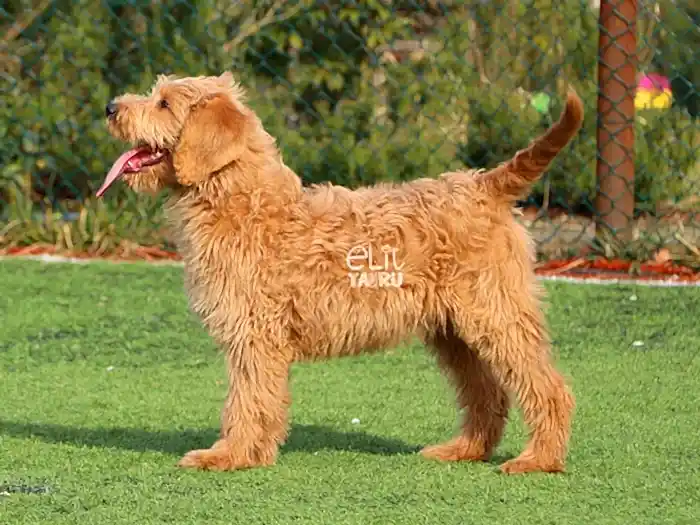 Labradoodle