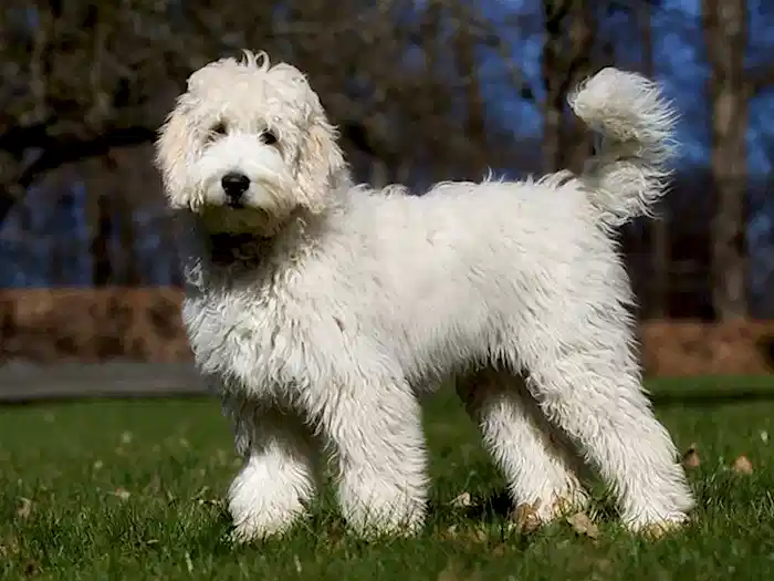 Labradoodle 5