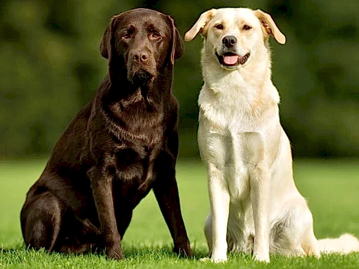 Labrador Retriever 5