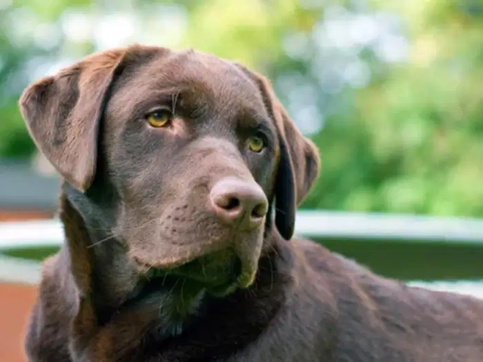 Labrador Retriever 6