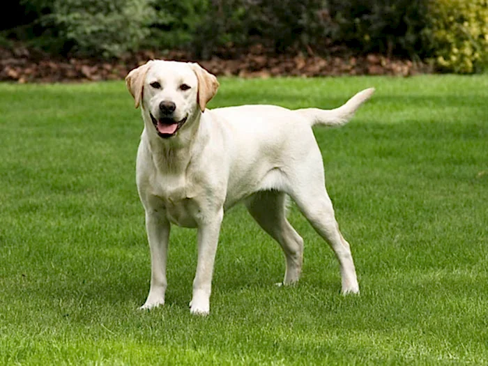 Labrador Retriever 3