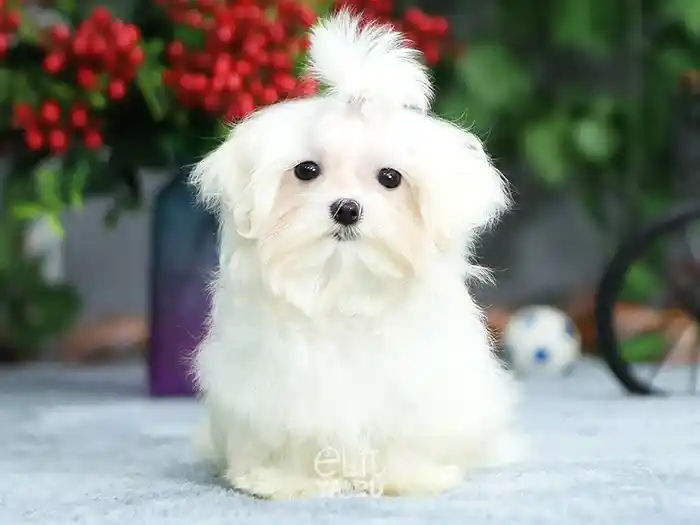 Maltese Terrier 4