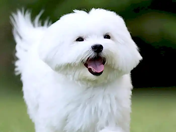 Maltese Terrier 2