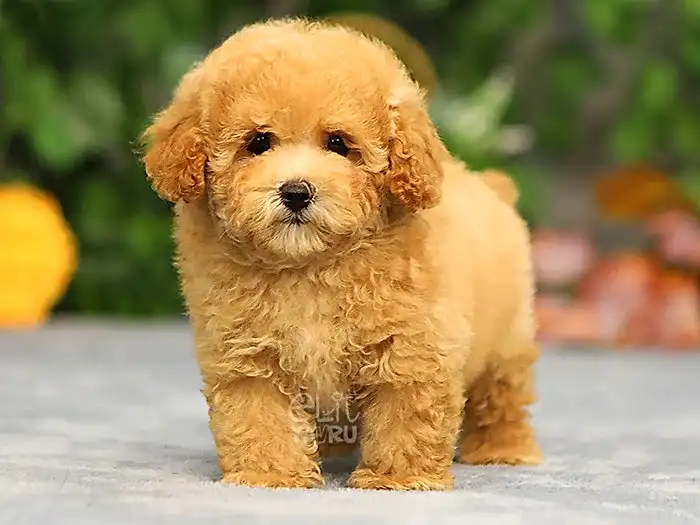 Maltipoo 4