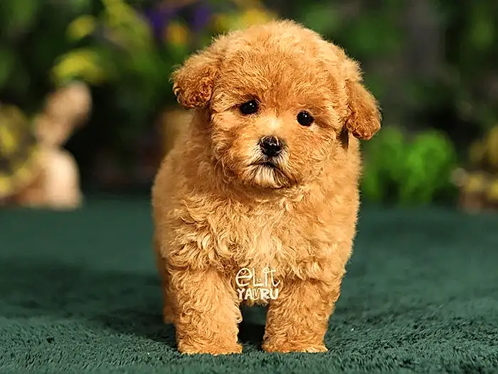 Maltipoo 2