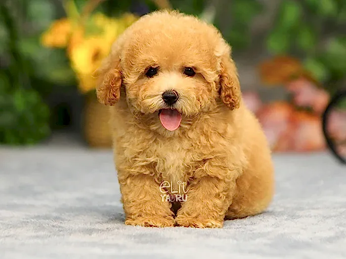 Maltipoo 1
