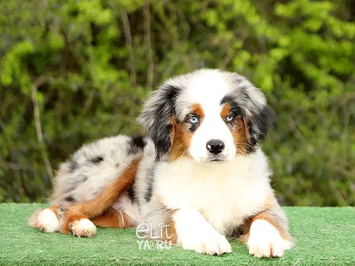 Miniature American Shepherd